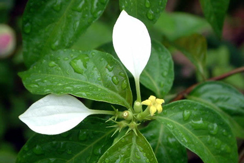 茜草功效多 涼血止血活血化瘀