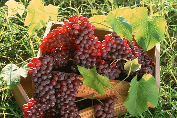 葡萄