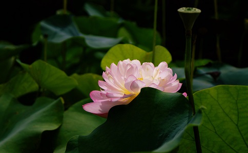 幹荷葉泡水能減肥嗎