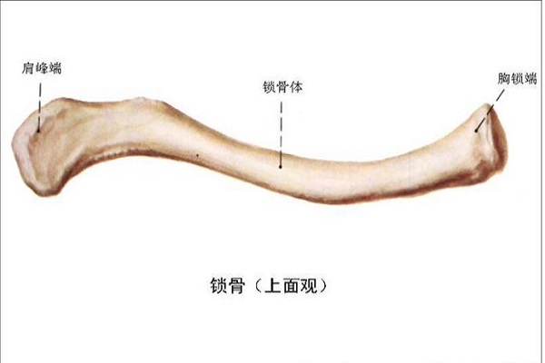 肩胛骨酸痛 肩胛骨疼痛