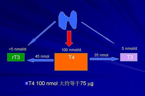 tsh受體抗體偏高是怎麼回事