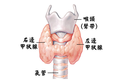 抗甲狀腺過氧化物酶抗體相關信息介紹