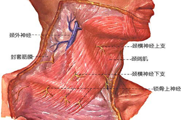 縱隔炎是什麼病 縱隔炎的癥狀及治療