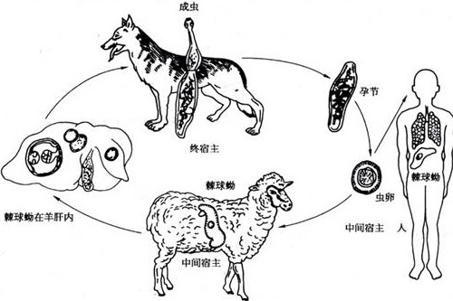 棘球蚴的危害