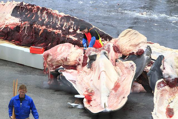 鯨魚肉好吃嗎 日本人為什麼非要吃鯨魚肉