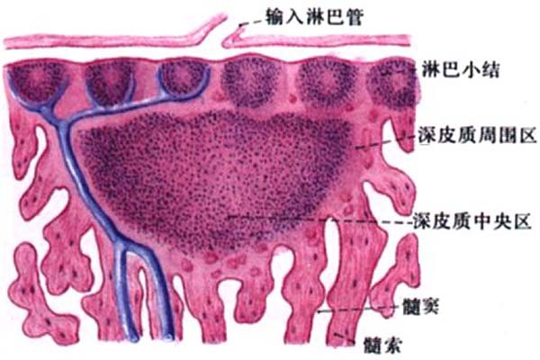 腹股溝淋巴結是什麼 腹股溝淋巴結腫大癥狀及治療