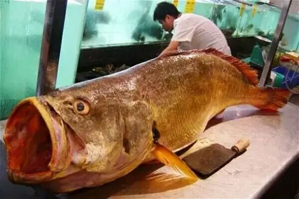 黃唇魚資料 黃唇魚為什麼那麼貴