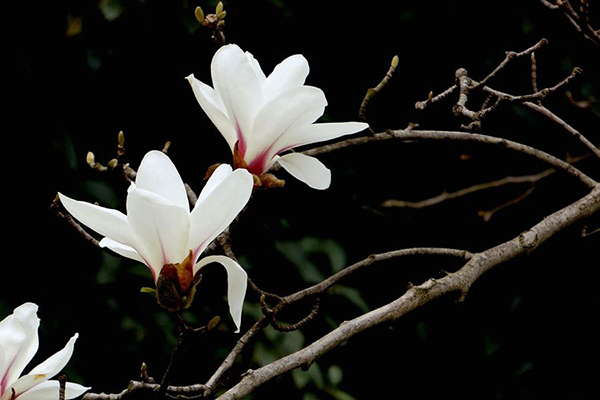 玉蘭花花語 玉蘭花是什麼顏色