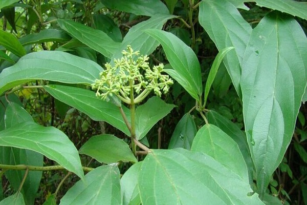 茜草根 茜草炭