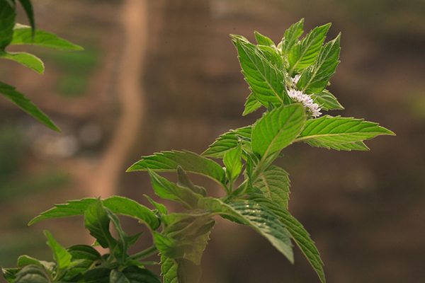 魚香草介紹 魚香草資料大全