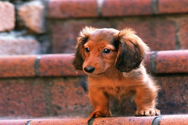 長毛臘腸犬_短毛臘腸犬_臘腸犬圖片