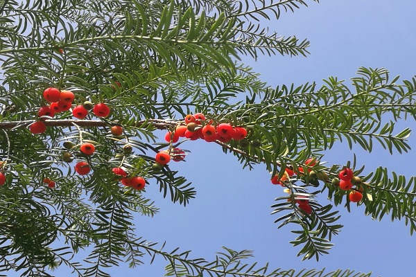 紅豆杉的養殖方法和註意事項 養殖五大技巧教給你