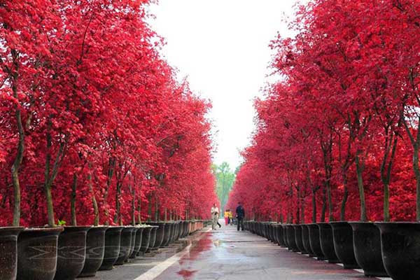 美國紅楓小苗資料