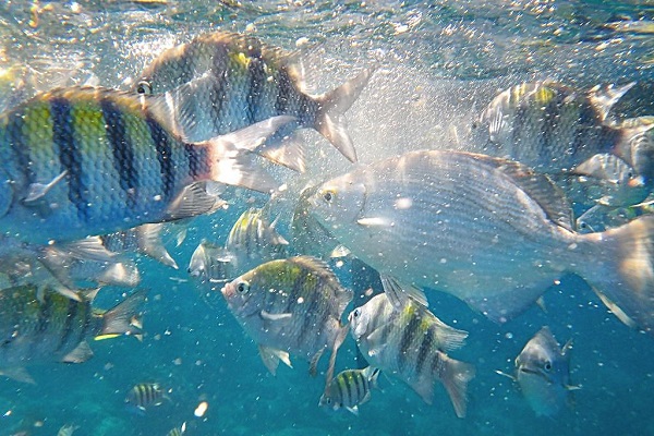 斑馬魚壽命有多長 斑馬魚怎麼養