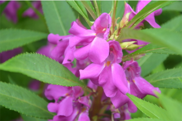 指甲花也叫鳳仙花 一起瞭解吧