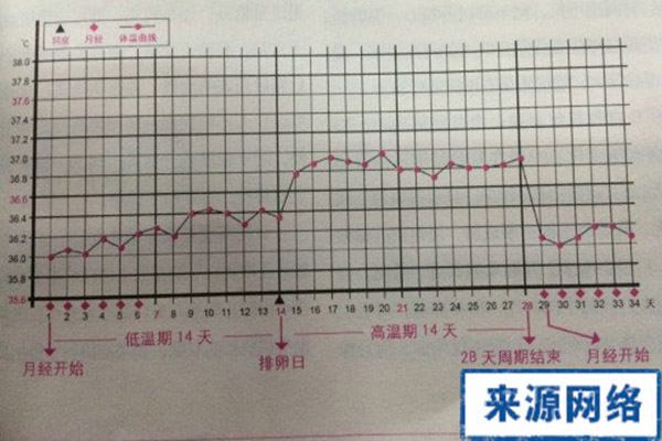 女性基礎體溫表