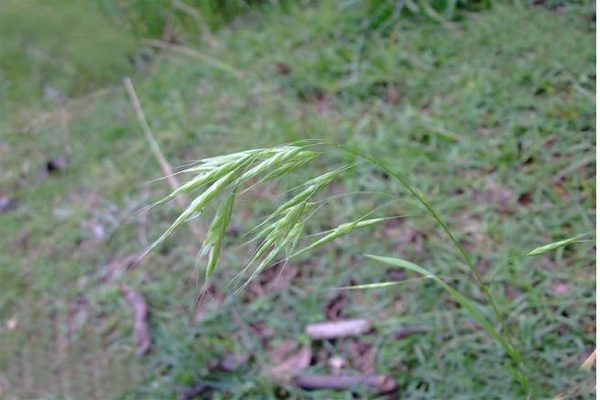 野燕麥的功效與作用