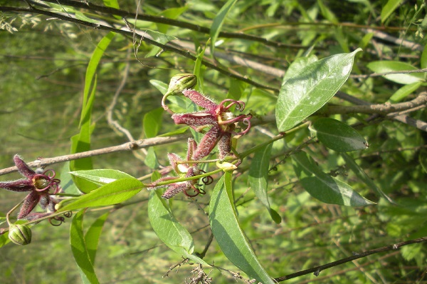 獨活草 獨活寄生合劑