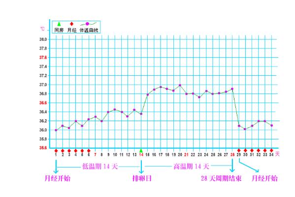 基礎體溫曲線圖
