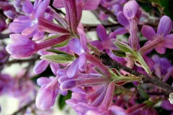 芫花和芫花根的功效與作用