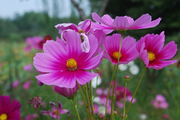 格桑花波斯菊 藍波斯菊