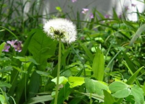 喝蒲公英茶有什麼好處