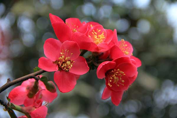 海棠花花語 海棠花的種類