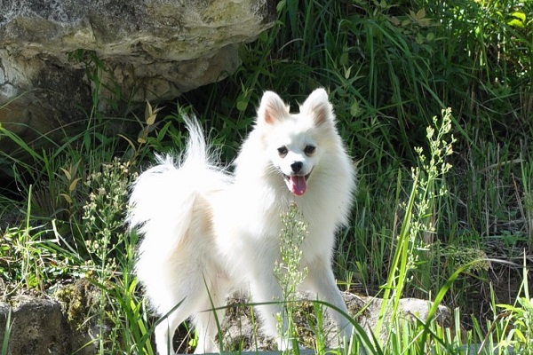 日本狐貍犬 意大利狐貍犬