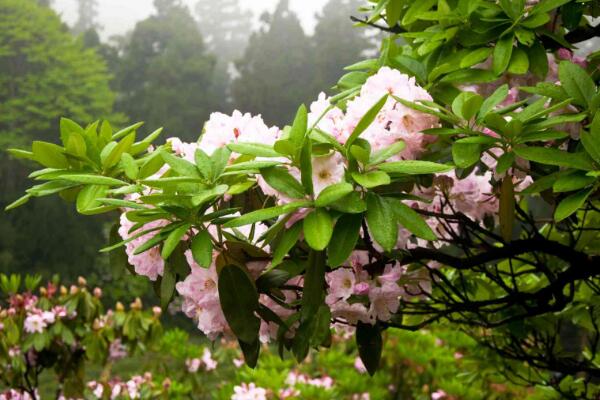 雲錦杜鵑的主要價值和養殖方法