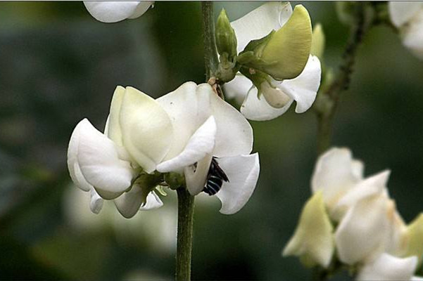 以白治白食療法 白帶過多喝白扁豆花粥