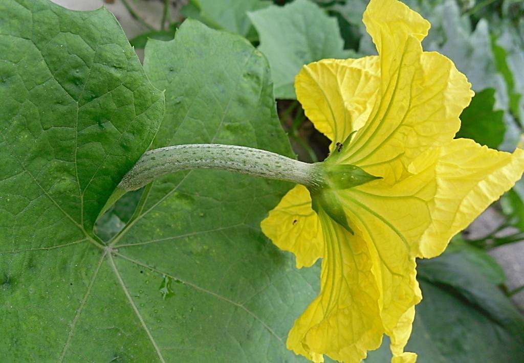 絲瓜花嫩時可摘下食用