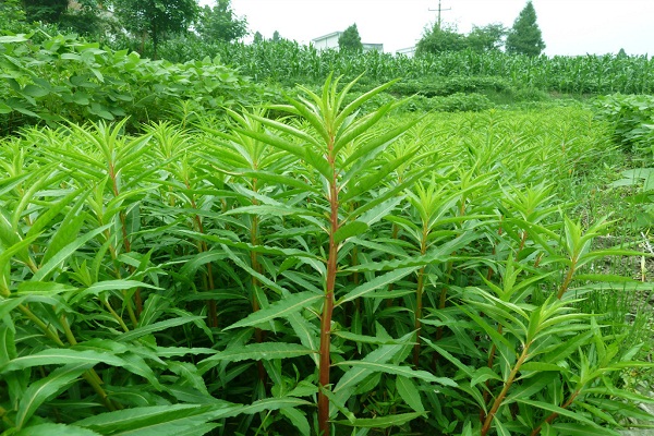 趕黃草的功效與作用 趕黃草禁忌人群