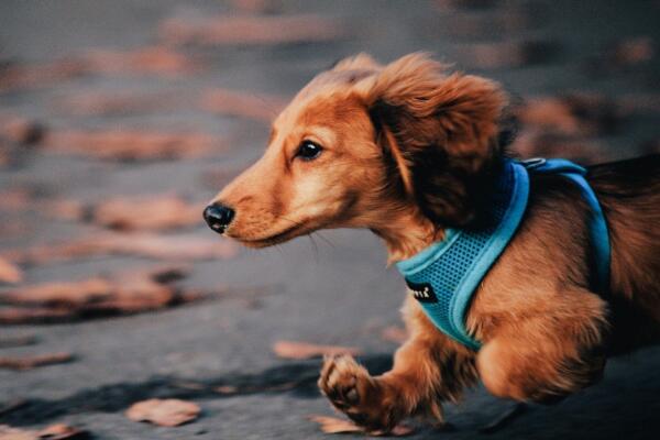 長毛臘腸犬和博美犬的飼養方法