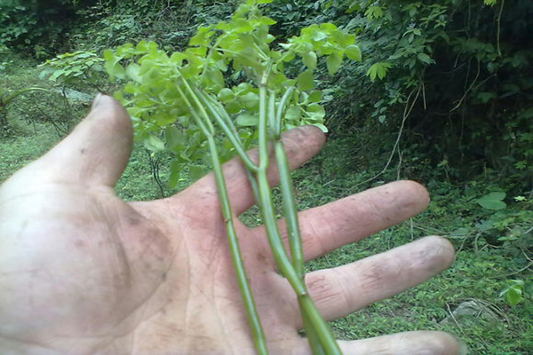 石油菜是什麼 功效與作用是啥