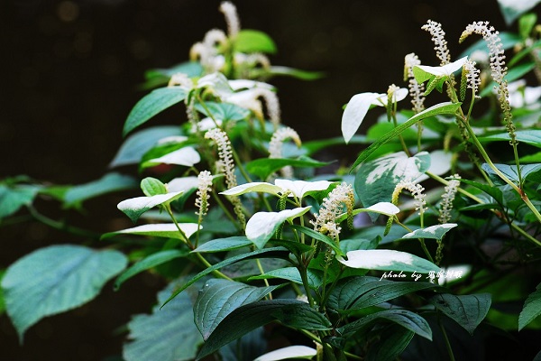 三白膏 三白草 三白草根