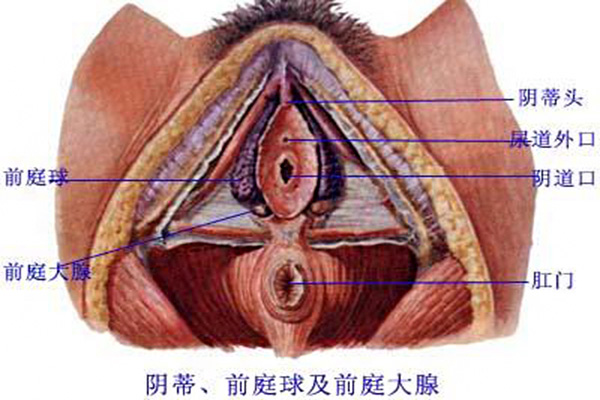 巴氏腺囊腫怎麼治療？