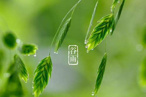 谷雨養生重在養肝祛濕