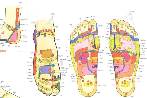 足部反射區示意圖