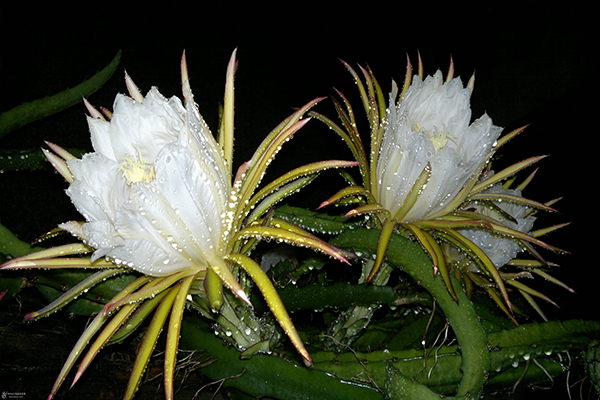 中國霸王花 霸王花煲湯