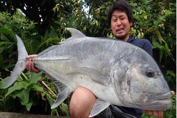 狼魚介紹 狼魚資料大全