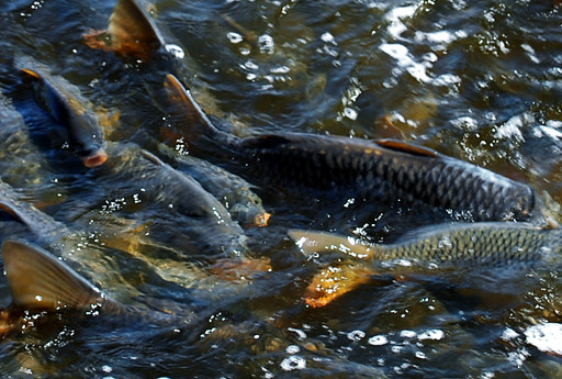 吃魚消腫可靠嗎