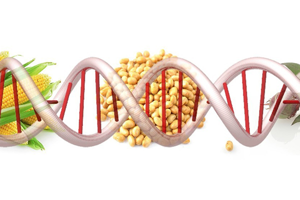 轉基因食品的利與弊