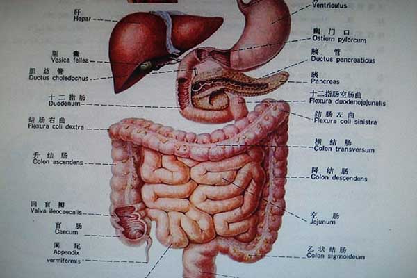 五臟排毒調養辦法