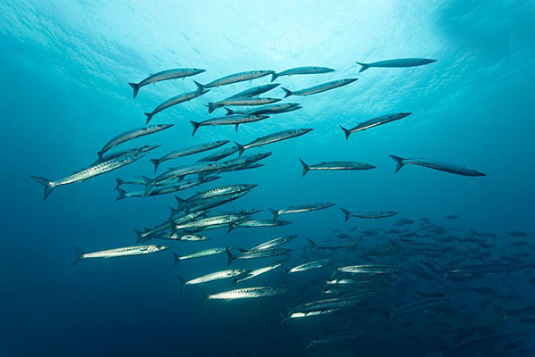 海狼魚介紹 海狼魚資料大全