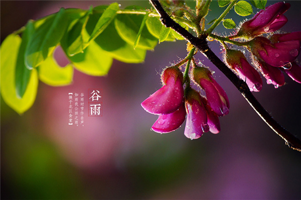 谷雨節氣 推薦兩道食譜對抗“春困