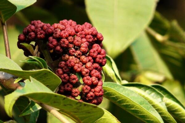 吳茱萸湯 吳茱萸的功效與作用