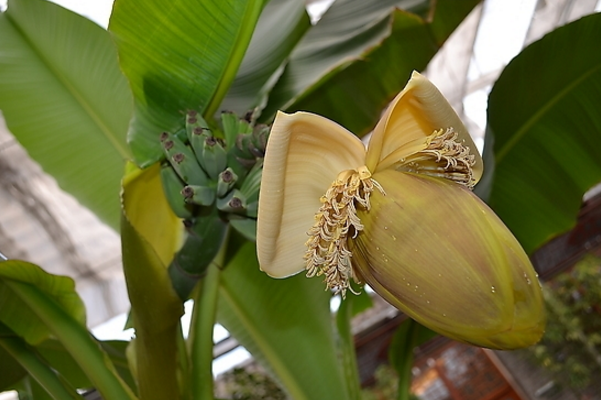 芭蕉花,香蕉幹,香蕉花,芭蕉根