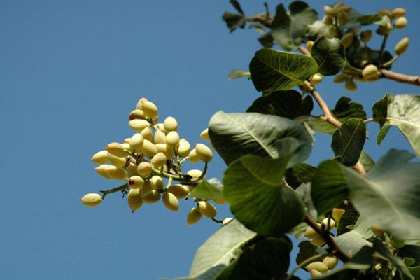 開心果樹長什麼樣 怎麼種植