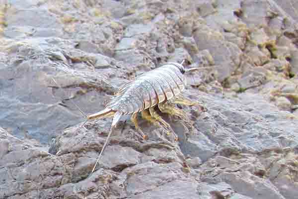  世界四大惡心生物盤點