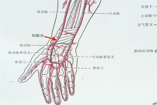 脈搏短絀是什麼 脈搏短絀的癥狀介紹